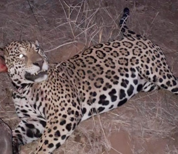 Diario HOY | Presentan denuncia por caza ilegal de jaguareté en Boquerón