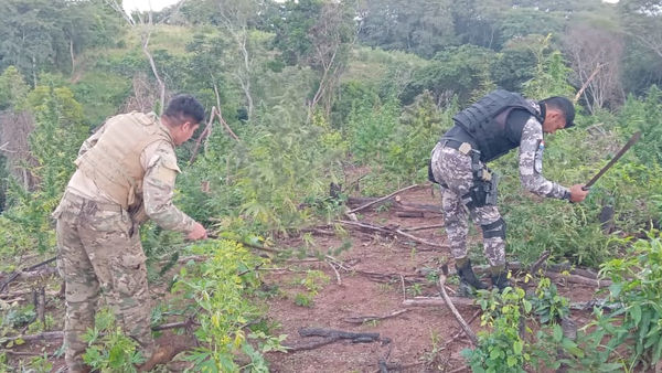 Destruyen 460 kilos de marihuana en Caaguazú - Noticiero Paraguay