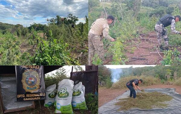 Destruyen 460 kilogramos de marihuana en Caaguazú – Prensa 5