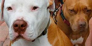 Buscan a responsables del asesinato de dos perros pitbull en Encarnación