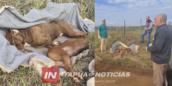 HALLAN AHORCADOS A DOS PITBULLS Y AHORA BUSCAN AL RESPONSABLE