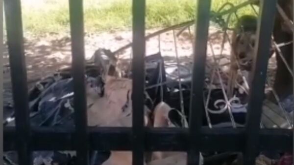 Rescatan a perrita que vivía atada a árbol con una piola cortita