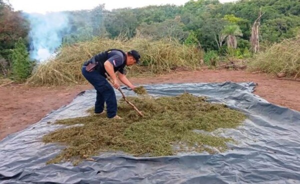 Eliminan centro de producción y acopio de marihuana