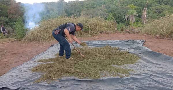 La Nación / Eliminan centro de producción y acopio de marihuana en Caaguazú