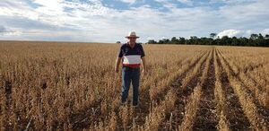 Ya se nota el efecto de la sequía: la exportación de soja cayó 50% - Nacionales - ABC Color