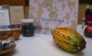 Cientos de artesanos promoverán en Nicaragua la cultura y consumo del cacao - MarketData