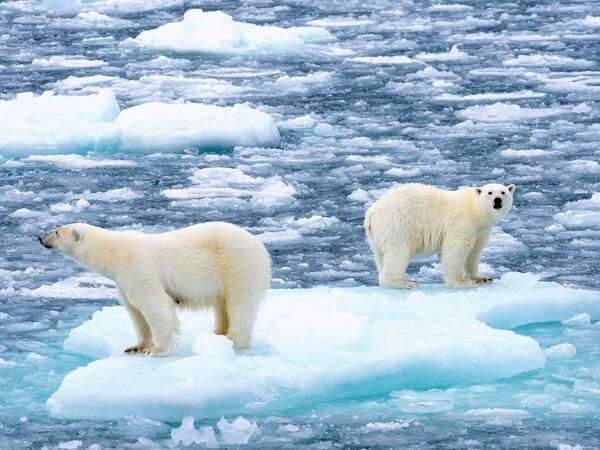 Diario HOY | Científicos encuentran una nueva población de osos polares en una región sin hielo marino