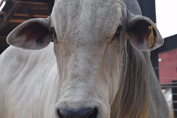 Guatemala pretende pajuelas, embriones y animales de razas cebuinas de Paraguay