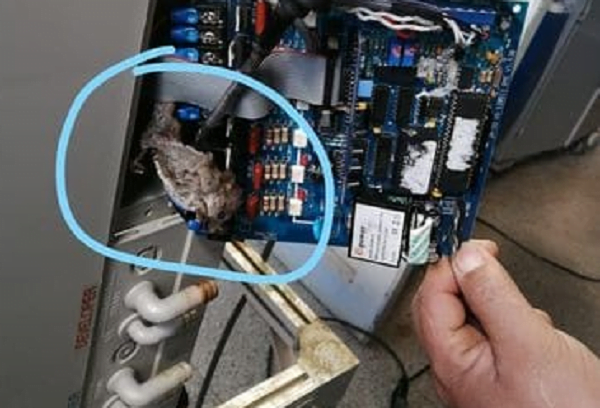 Ratón descompuso equipo de Rayos X del Hospital Distrital de Curuguaty - Noticiero Paraguay