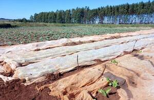 Problema climático y falta de infraestructura inciden en reducción de cultivo en Alto Paraná