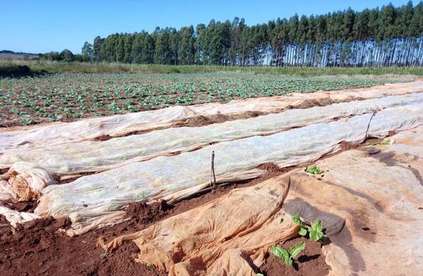 Problema climático y falta de infraestructura inciden en reducción de cultivo en Alto Paraná