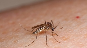 Salud reporta 148 casos de dengue y otros 86 de chikungunya