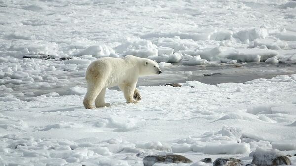 Nueva población de osos polares ayuda a estudiar su futuro