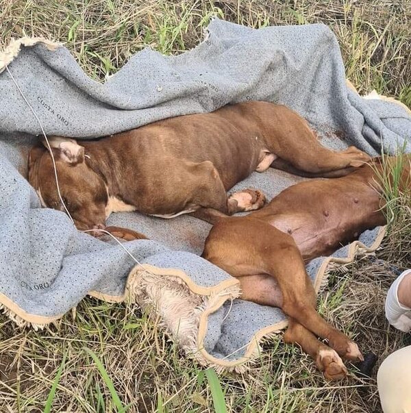 Diario HOY | Tiran a dos perros muertos en Encarnación: estaban liados por una alfombra