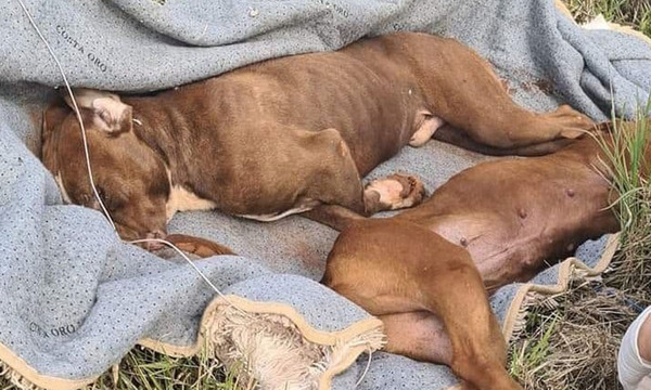Encarnación: Tiran a dos perros muertos liados en una alfombra - OviedoPress