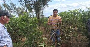 La Nación / Productores de mandioca recibieron capacitación en uso de plaguicidas para mejorar cultivos
