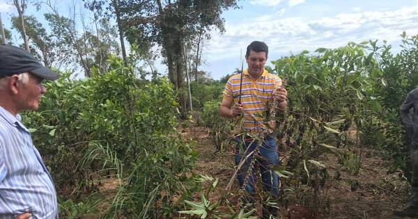 La Nación / Productores de mandioca recibieron capacitación en uso de plaguicidas para mejorar cultivos