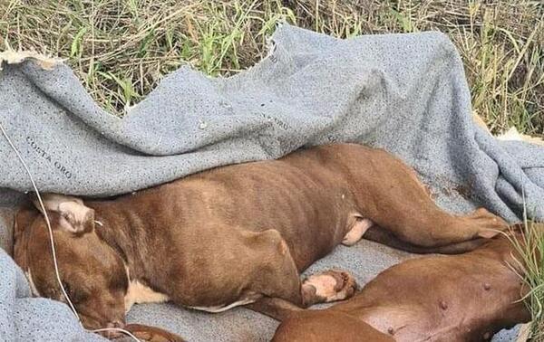 Tiran a dos perros muertos en Encarnación – Prensa 5