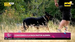 Conocemos a la raza Pastor Alemán: “Son perros con bastante energía y muy protectores”. - Ensiestados - ABC Color