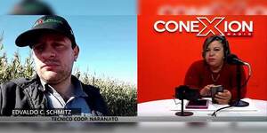 HELADAS FUNDIERON EL 50% DEL MAÍZ ZAFRIÑA EN EL NORDESTE DE ITAPÚA