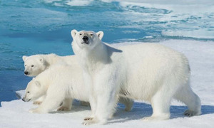 Científicos encuentran una nueva población de osos polares en una región sin hielo marino - OviedoPress