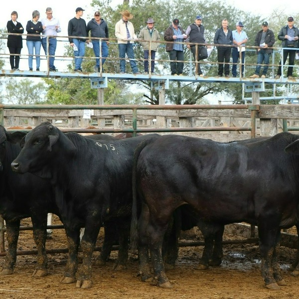 Brangus x Cruza en pie, se llevó el primer puesto en el concurso de novillo gordo de la Cooperativa Fernheim