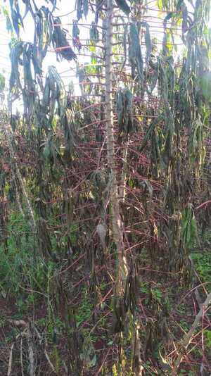 Plagas ahora atacan a la plantación de mandioca
