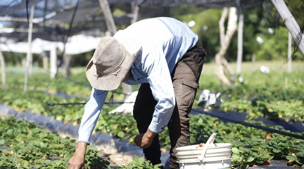 Diario HOY | Unas 1.500 familias reciben capital semilla para emprendimientos productivos