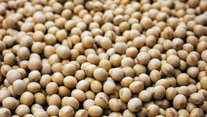 Crónica de una caída anunciada: Exportación de soja se redujo 50% (y se recaudó US$ 485 millones menos)