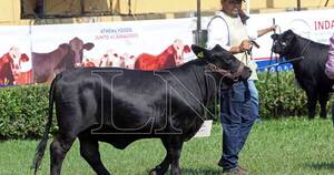 La Nación / Incorporar genética bovina es esencial para aumentar ganancias en la producción, señalan