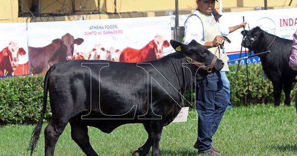 La Nación / Incorporar genética bovina es esencial para aumentar ganancias en la producción, señalan