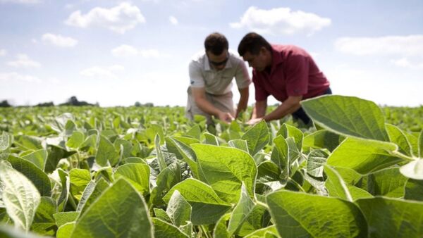 Paraguay exportó 50% menos de soja en grano al cierre de mayo