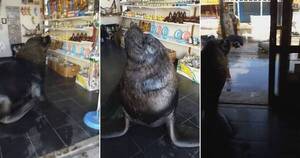 La Nación / Insólito comerciante: lobo marino atiende un local en Mar del Plata