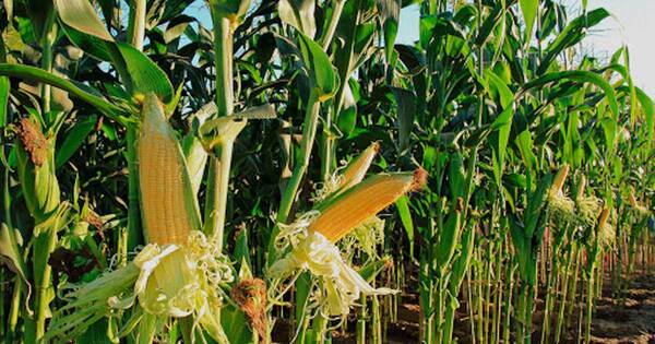 La Nación / El maíz tardío fue afectado en un 25% por el exceso de humedad y la helada, según la UGP