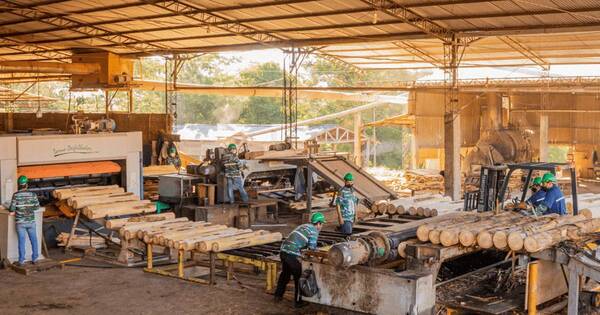 La Nación / Semana de la Madera abordará impacto del sector en lo económico, social y ambiental