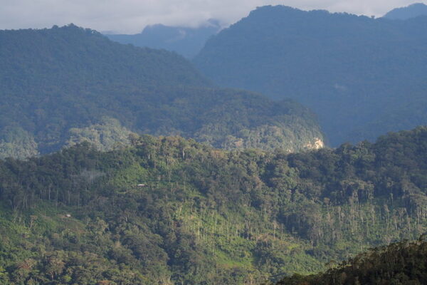 Diario HOY | Descubren en Brasil un bosque de 290 millones de años