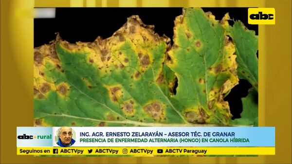 Encuentran enfermedad en Canola y recomiendan control - ABC Rural - ABC Color