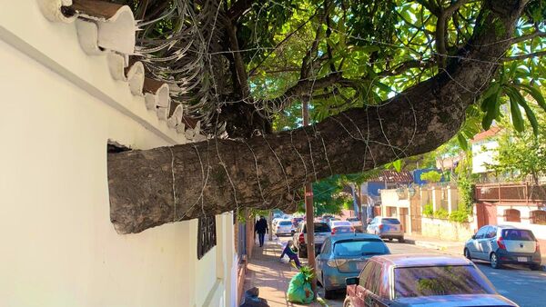 Plagueo por árbol alambrado en una vereda fue viral