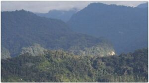 Descubren en Brasil un bosque de 290 millones de años