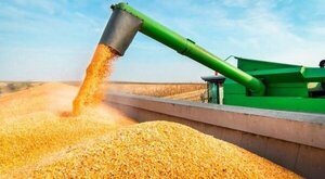 Paraguay exportó un 50% menos de soja en grano al cierre de mayo