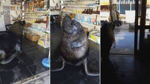 Insólito comerciante: lobo marino atiende un local en Mar del Plata