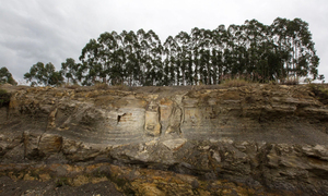 Descubren en Brasil un bosque de 290 millones de años - OviedoPress