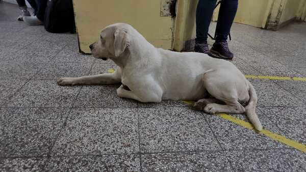 Diario HOY | Perra sigue a su dueña al hospital y no se mueve de la puerta