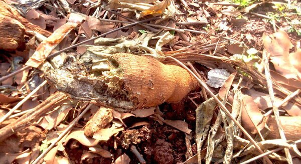 Diario HOY | Cultivos de mandioca en Itapúa sufren graves daños a causa de plaga endémica