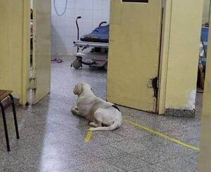 Crónica / Firulais hace guardia en la puerta del hospital donde su dueña está internada