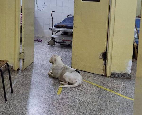 Crónica / Firulais hace guardia en la puerta del hospital donde su dueña está internada
