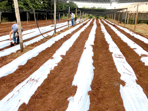 Preparan parcelas con plantines en escuela agrícola - La Clave