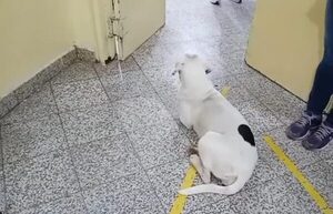 (Video) Un perrito se volvió viral por acompañar a su dueña en urgencias del hospital en Concepción