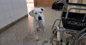 La Nación / Amor incondicional: mascota siguió hasta urgencias a su dueña en Concepción