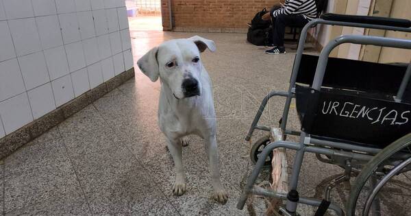 La Nación / Amor incondicional: mascota siguió hasta urgencias a su dueña en Concepción